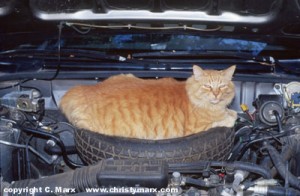 cat engine