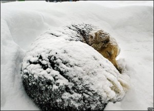 freezing-dog