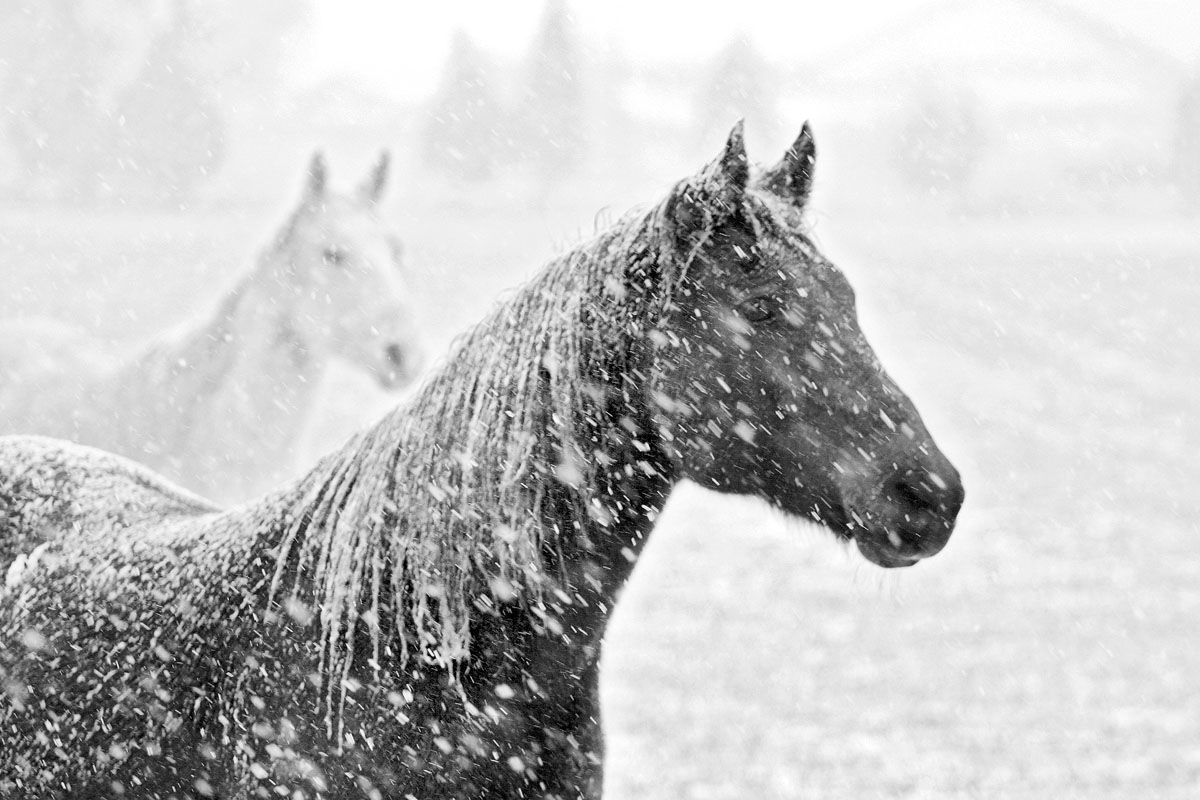 Horse In Snow | Welcome To Your Pet Space!