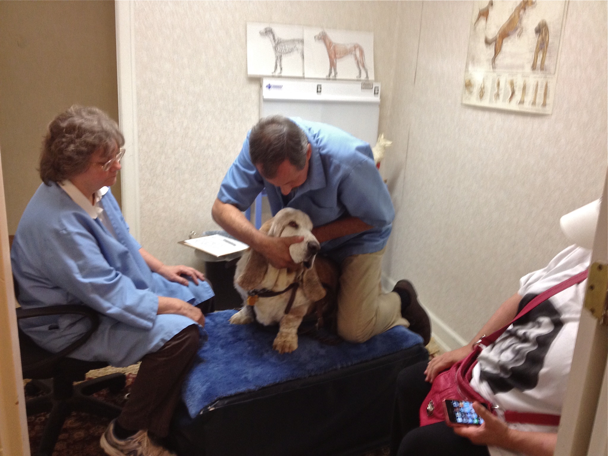 DOG CHIROPRACTOR, Feature Article To Your Pet Space!
