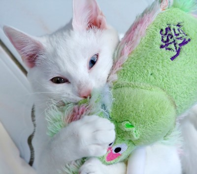 new kitten white cat