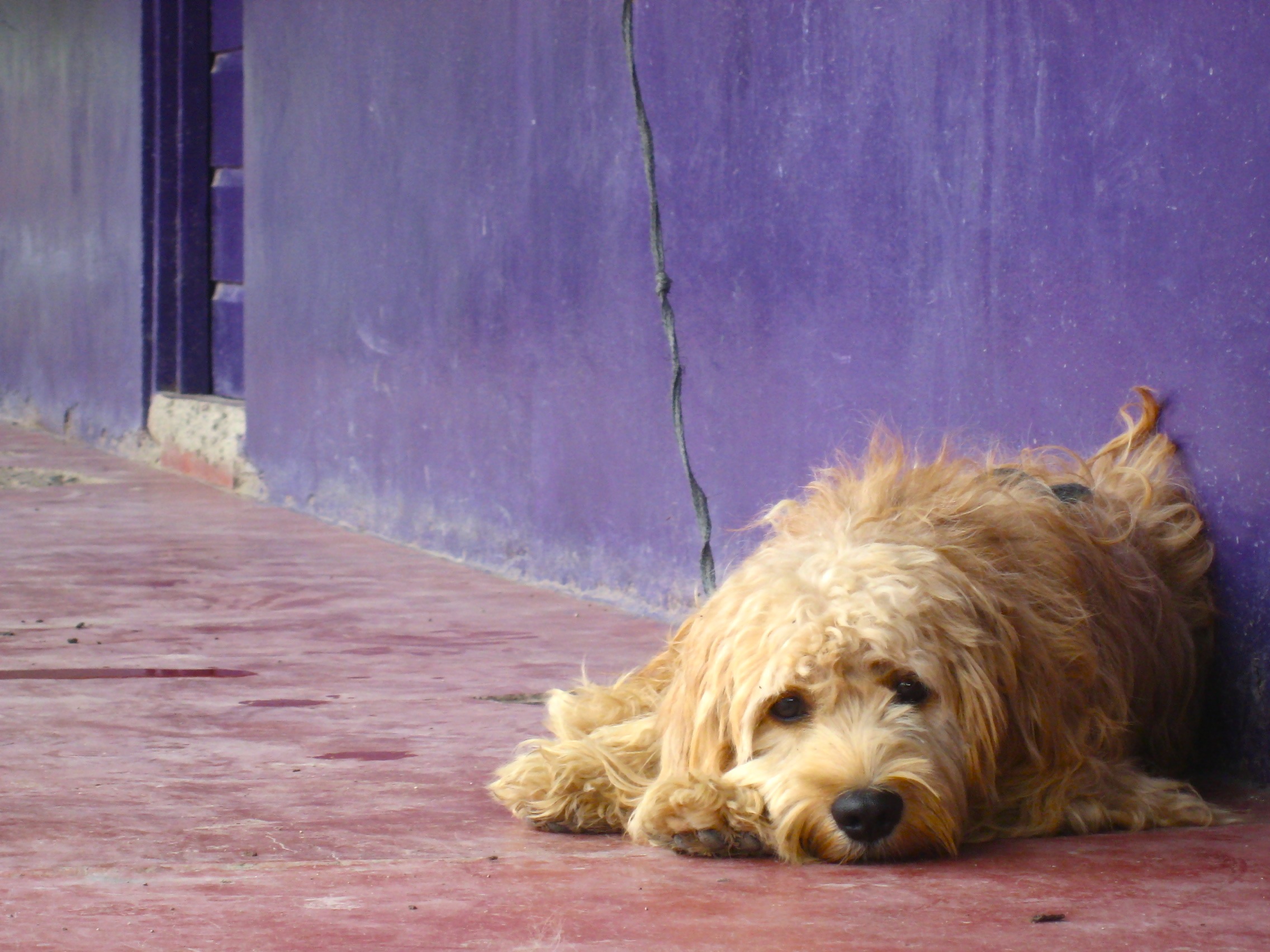 found dog in Honduras named Lucky