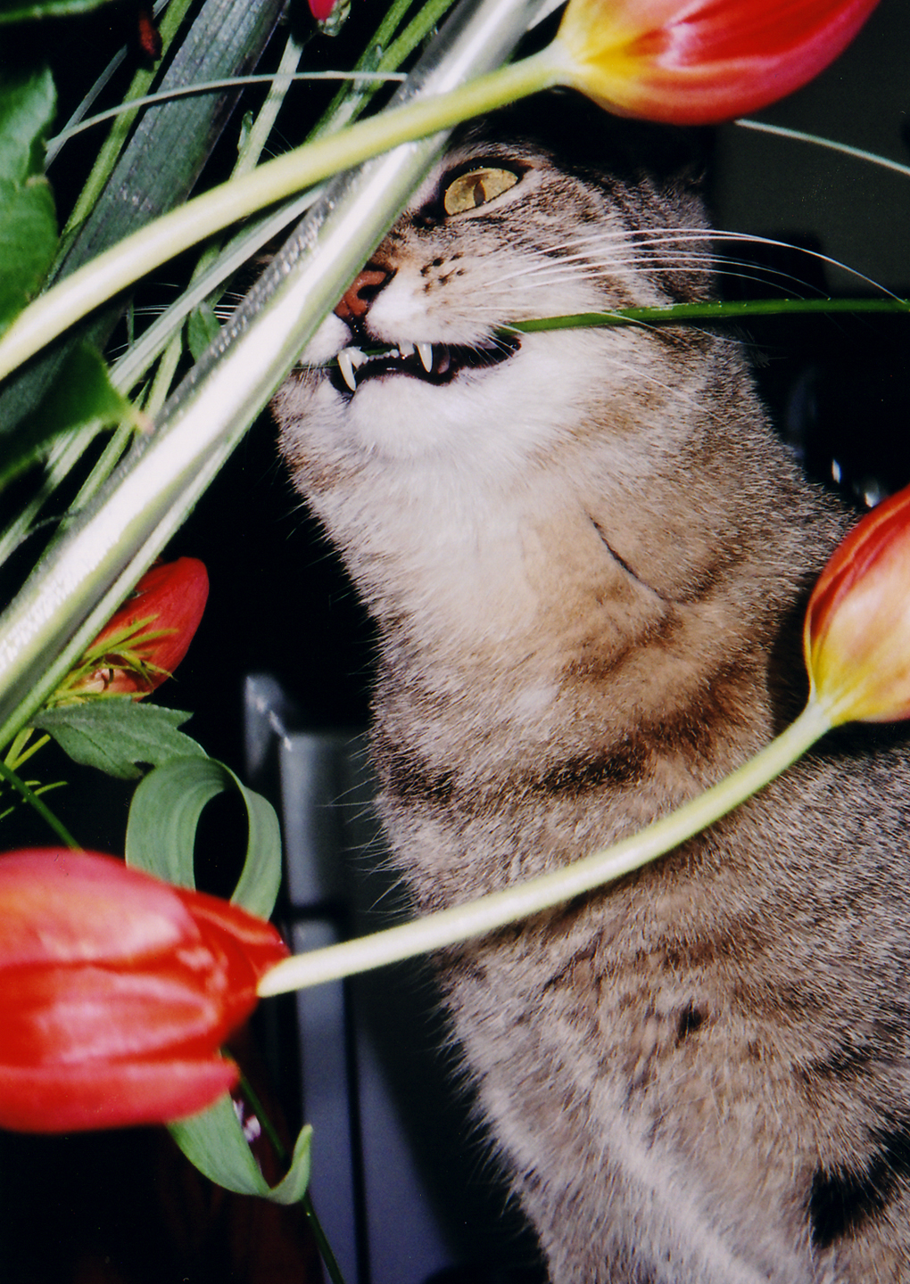 cat eating plants