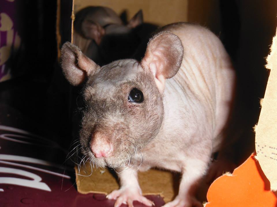 Phobos the rat