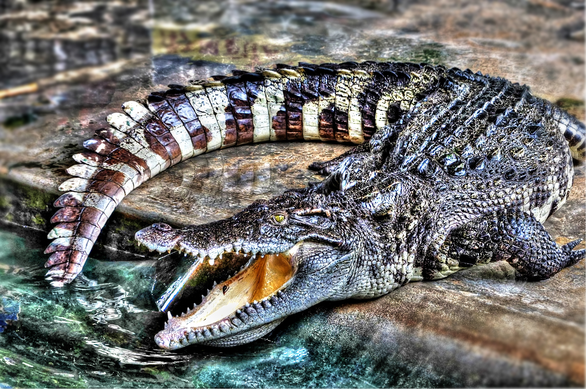 croc by danist soh of singapore