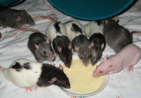 rats sharing food