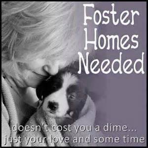 foster homes needed
