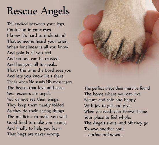 rescue angels