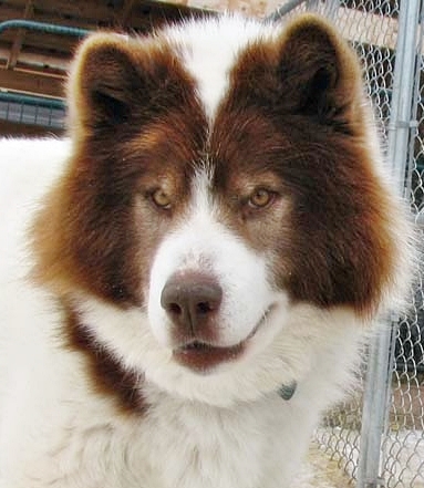 Canadian Inuit dog