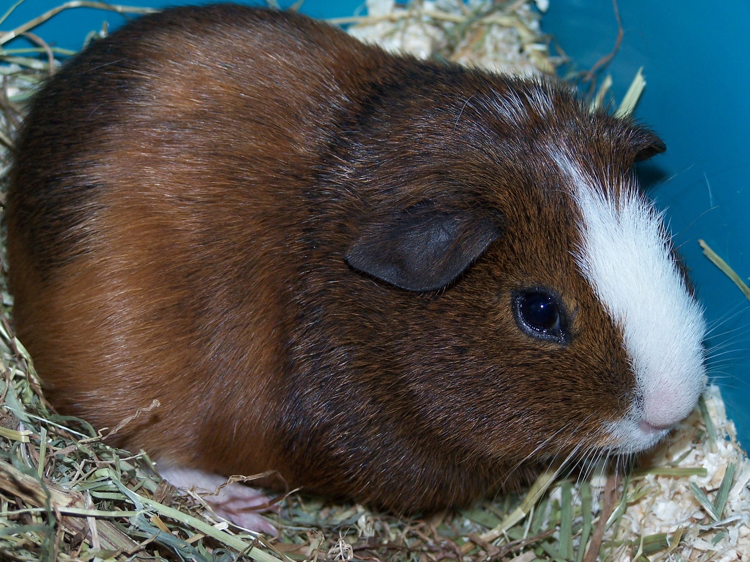 brown guinea pig