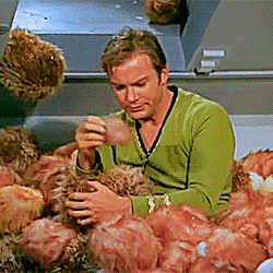 kirk and tribbles