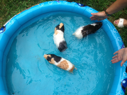 swimming guinea pigs