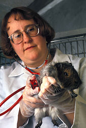 vet with guinea pig