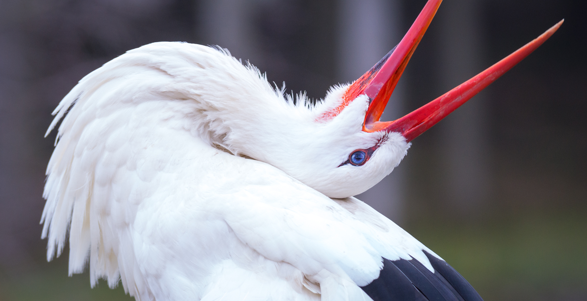 White Stork bill-clattering