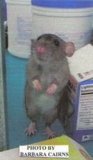 Nimh the dumbo rat