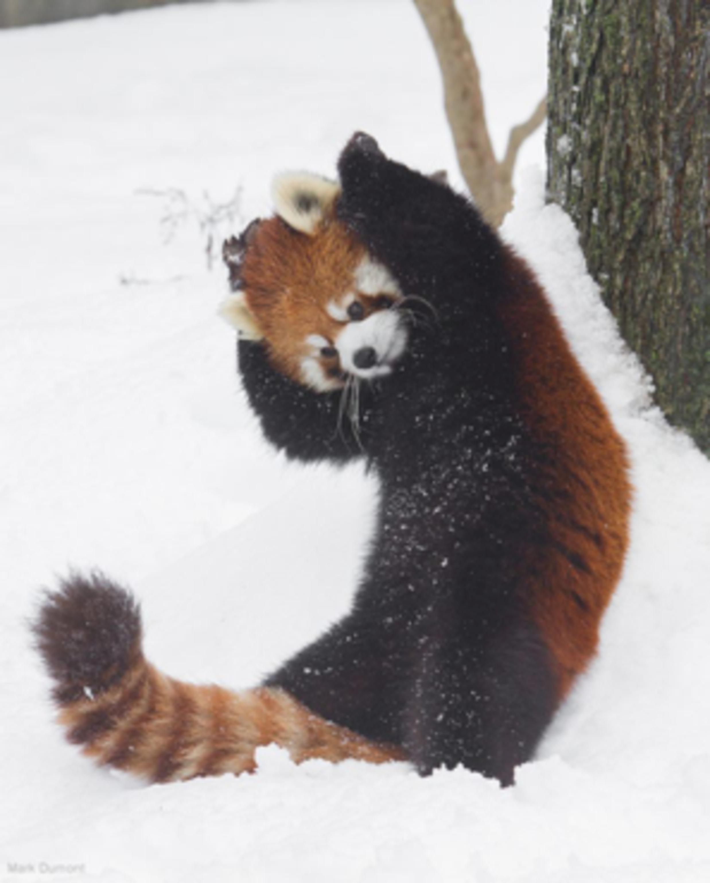 red panda in snow