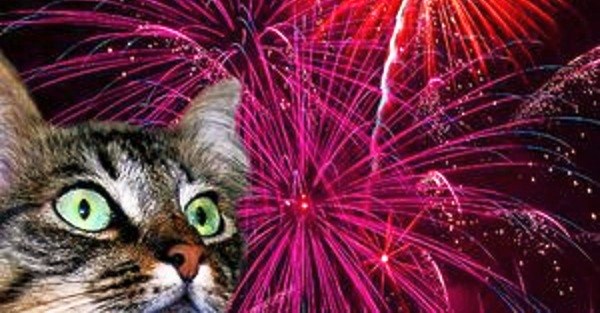 fireworks cat