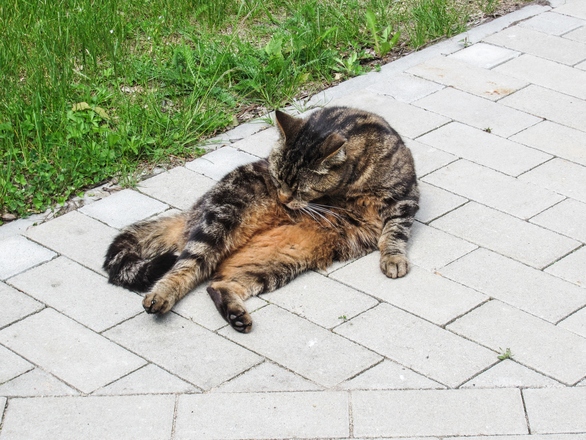 grooming-cat