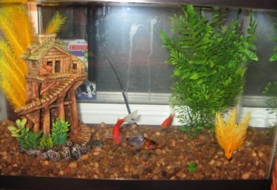 Starter fish tank