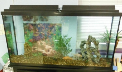 fish Tank