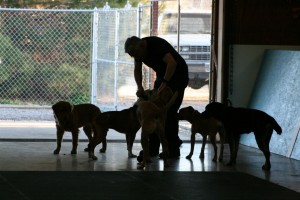 Dave playing with some of the dogs we have staying with us for daycare/boarding. 