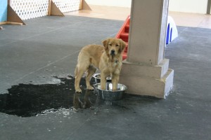 One of our daycare dogs, Lou. She loves to play in our water bowls. 
