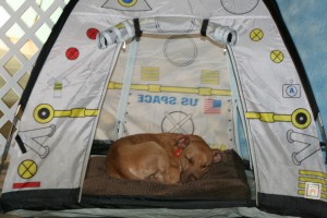 Sleepy cadet Jolene resting in one of our space pup tents. 