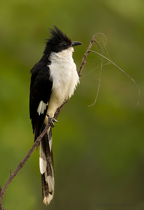 Pied-Crested-Cuckoo