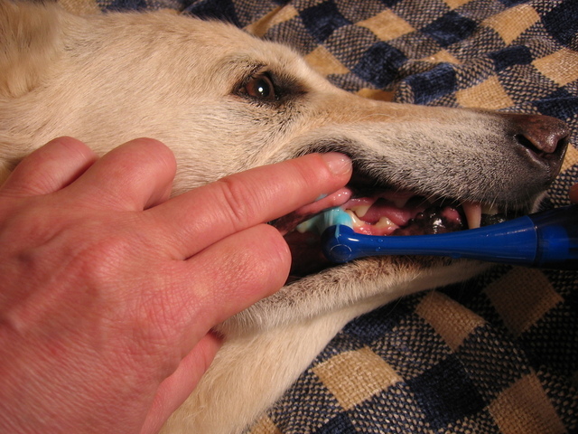 canine dental