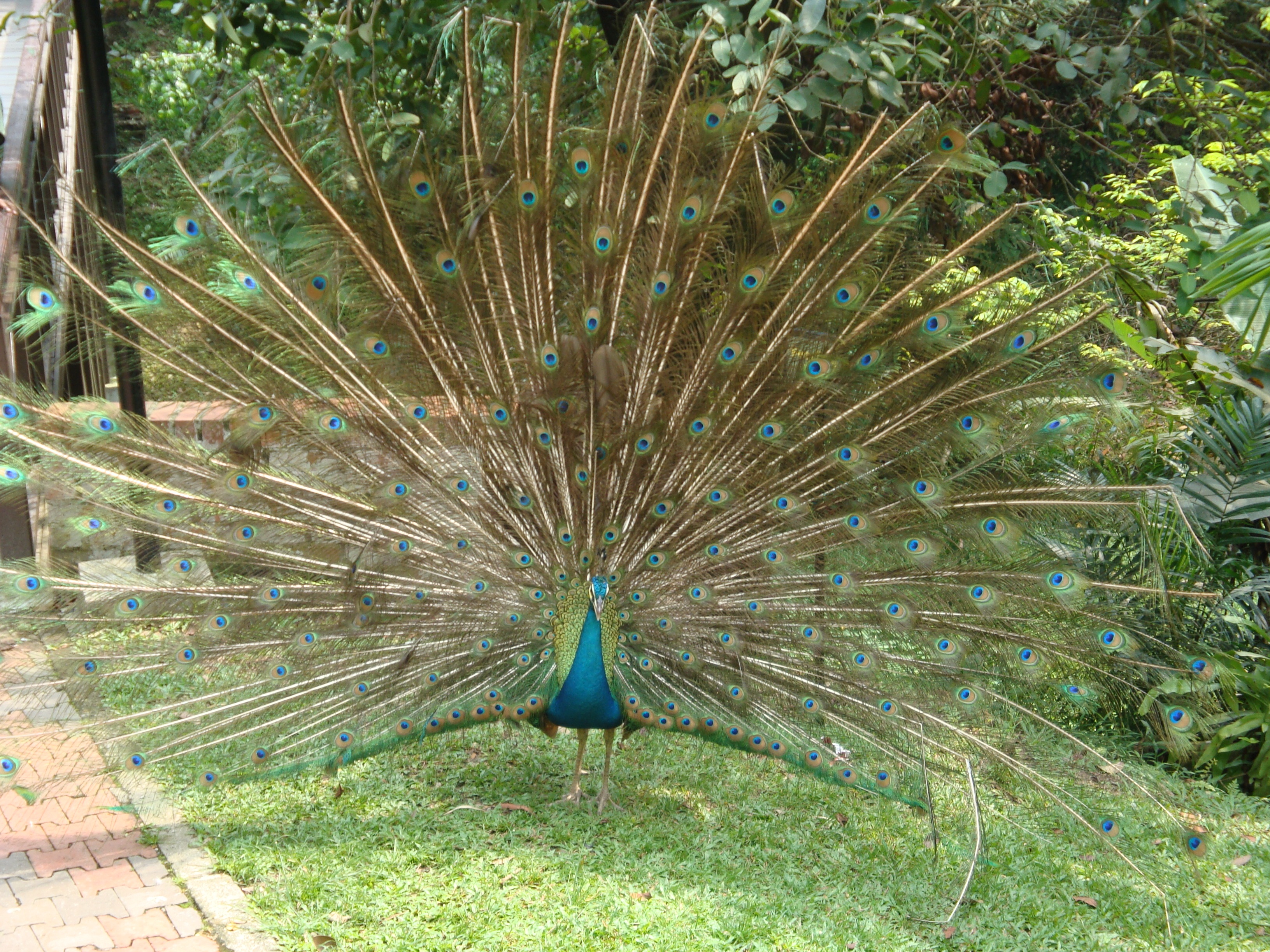 Peacock, tail spread. 