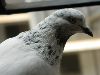 Indian pigeon