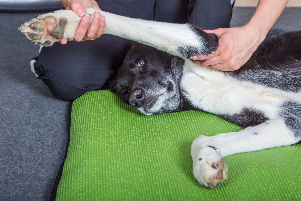 Exploring Holistic Modalities for Your Pet