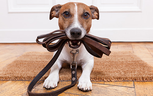 dog with leash