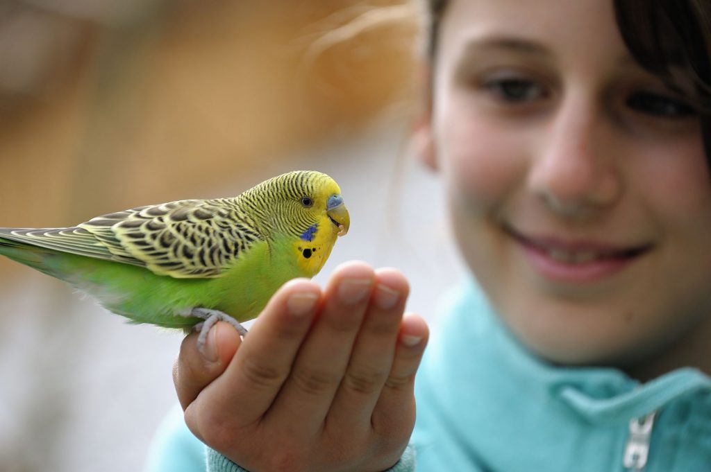 Budgie Buddies The Tales of Budgerigar, the Common Parakeet Part I