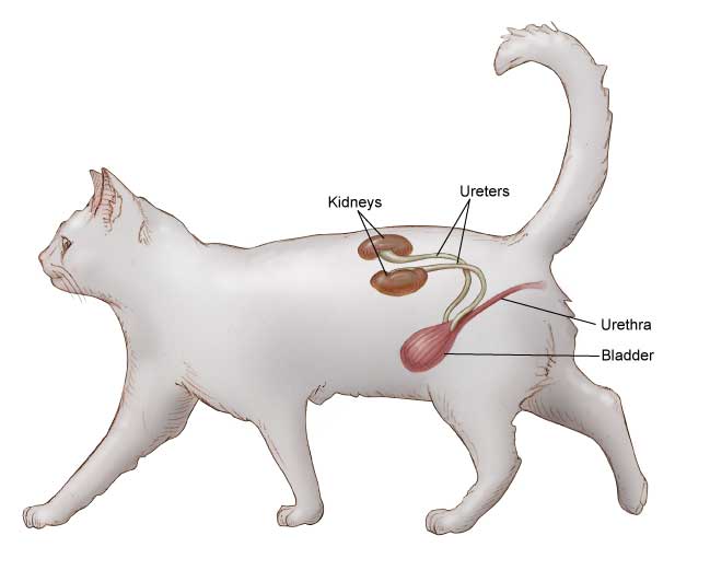 Feline Chronic Kidney Disease