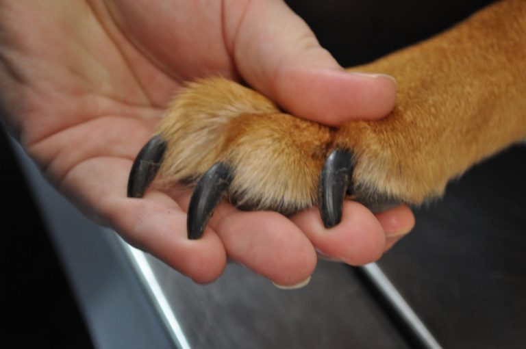Surprising Benefits of Clipping Your Dog’s Nails Regularly
